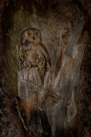 Vyrecek maly - Otus scops - European Scops-Owl 7851